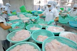 Thủy sản Vĩnh Hoàn (VHC): Thị trường nội địa tiếp tục là bệ đỡ, giá cá xuất khẩu vẫn chưa khởi sắc