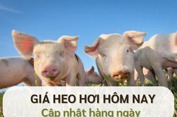 Giá heo hơi hôm nay 16/12: Miền Nam giảm nhiệt, các khu vực giữ giá ổn định