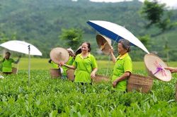 Nông dân tăng thu nhập nhờ HTX sản xuất theo hướng bền vững