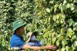 Giá tiêu hôm nay 17/12: Đồng loạt tăng sốc, vượt 85.000 đồng/kg