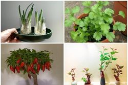 Loạt bonsai tuyệt đẹp từ rau gia vị đẹp ngẩn ngơ