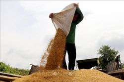 Thị trường nông sản: Xuất khẩu gạo trầm lắng do hạn chế nguồn cung