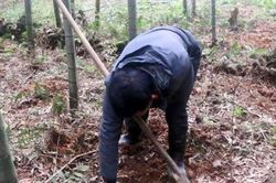 Lão nông vào núi hái rau và tìm thấy 2 quả 'trứng máu', sau khi giám định chuyên môn, ông được trả ngay tại chỗ số tiền khủng