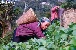 Lạ lùng loại rau đặc sản mọc trên núi cao, sống tốt giữa mùa rét đậm ở vùng biên Nghệ An