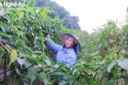 Nghệ An ban hành chính sách khuyến khích hỗ trợ đầu tư dự án dược liệu quý trên địa bàn tỉnh