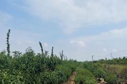 Đào Nhật Tân 'thay áo mới' chuẩn bị đón Tết