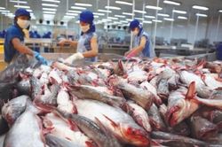 Nhu cầu tăng, xuất khẩu cá tra vào EU quay trở lại đường đua