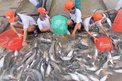 Cá tra là mặt hàng thủy sản có mức giảm sâu nhất trong 11 tháng