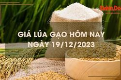 Giá lúa gạo hôm nay 19/12/2023: Lúa chững giá, gạo tăng nhẹ