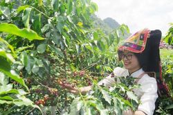 Giá cà phê hôm nay 19/12: Arabica tiếp tục tăng, Robusta rơi từ đỉnh 15 năm