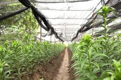 Huyện Mỹ Đức đưa giống mới vào sản xuất, thích ứng với biến đổi khí hậu