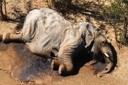 Voi chết hàng loạt ở Botswana do thiếu thức ăn