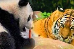 Tại sao hổ và sư tử lại thà nhịn đói hơn là ăn thịt gấu trúc? Chuyên gia: Hãy xem tổ tiên của gấu trúc được gọi là gì!