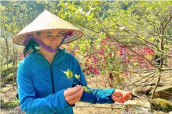 Bắc Sơn: Nguy cơ mai một giống quýt vàng bản địa