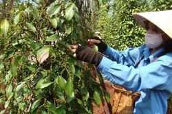 Giá tiêu hướng tới mốc 90.000 đồng/kg