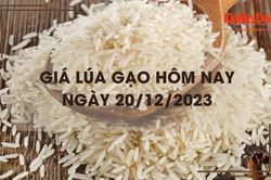 Giá lúa gạo hôm nay 20/12/2023: Gạo xuất khẩu tăng 5 USD/tấn