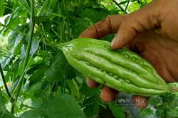Trồng khổ qua, anh nông dân Tây Ninh đút túi 300 triệu