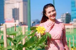 Vườn hoa hướng dương bên sông Sài Gòn sẵn sàng khoe sắc dịp Giáng sinh
