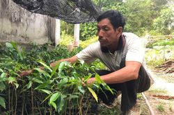 Trầm hương Bảy Núi