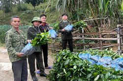 Cấp trên 171.000 cây quế giống phục vụ trồng rừng sản xuất