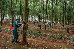 Đẩy nhanh tiến độ xây dựng nhà máy chế biến cao su tại Điện Biên