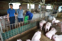 Giá lợn hơi vẫn thấp giá thành sản xuất, người chăn nuôi khó có lãi