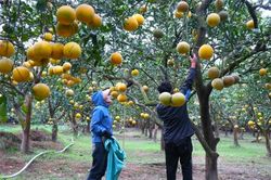 Người dân thủ phủ bưởi Diễn 'cháy đơn hàng' dịp cận Tết