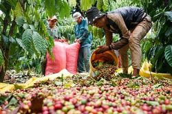 Giá cà phê tăng cao kỷ lục, châu Âu chỉ trông chờ vào Việt Nam