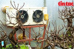 Đào thất thốn sang chảnh 'nằm điều hòa' chờ Tết