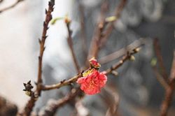 Cận cảnh loại đào vương giả nằm phòng điều hòa chờ 'đại gia' rước về chơi Tết