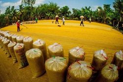 Dự báo về xuất khẩu gạo năm 2024: Thời cơ lớn