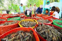 Tôm Việt Nam chịu cạnh tranh gay gắt về giá tại thị trường Trung Quốc