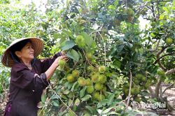 Doanh thu từ hoạt động du lịch đạt 10 tỷ đồng