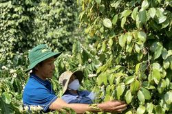 Giá tiêu giảm đến 2.000 đồng/kg tại một số địa phương