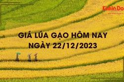 Giá lúa gạo hôm nay 22/12/2023: Giá lúa chững, giá gạo tăng