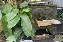 Bắt giữ nghi phạm liên quan đến bộ hài cốt trong bể nước thải