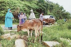 Bảo vệ gia súc trong mùa rét