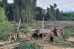 Cảnh giác với sốt rét khi đang vào mùa thu hoạch keo ở Khánh Hòa
