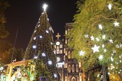 Góc nhìn 365: Cùng ngắm cây thông Noel