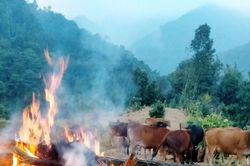 Trời rét 5 độ C, nông dân Kỳ Sơn đốt lửa sưởi ấm cho trâu bò