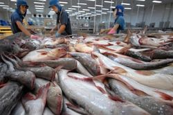 11 tháng 2023, xuất khẩu cá tra thu về gần 1,7 tỷ USD