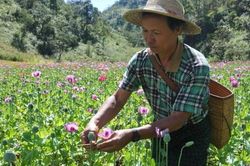 LHQ thông qua nghị quyết phòng chống ma túy tổng hợp