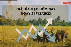Giá lúa gạo hôm nay 24/12/2023: Giá gạo xuất khẩu giảm nhẹ
