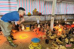 Nông dân Hà Tĩnh 'kích hoạt' phương án chống rét cho gia súc, gia cầm