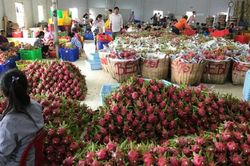 Dấu ấn xuất khẩu rau quả năm 2023 và mục tiêu 6 tỷ USD vào năm 2024