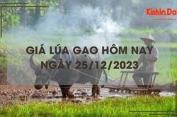 Giá lúa gạo hôm nay 25/12/2023: Duy trì ổn định