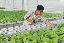 Nông dân TPHCM đoàn kết, giúp nhau làm giàu