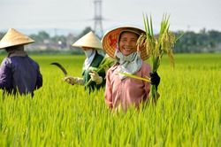 Dấu ấn mới ngành Nông nghiệp