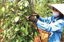 Giá hồ tiêu trong nước giảm 3,5-6,5 triệu đồng/tấn