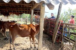 Chống rét cho đàn vật nuôi